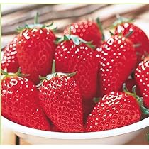 Amazon.co.jp: 苺の苗 紅ほっぺの苗 3苗 イチゴ苗 9cmポット苗